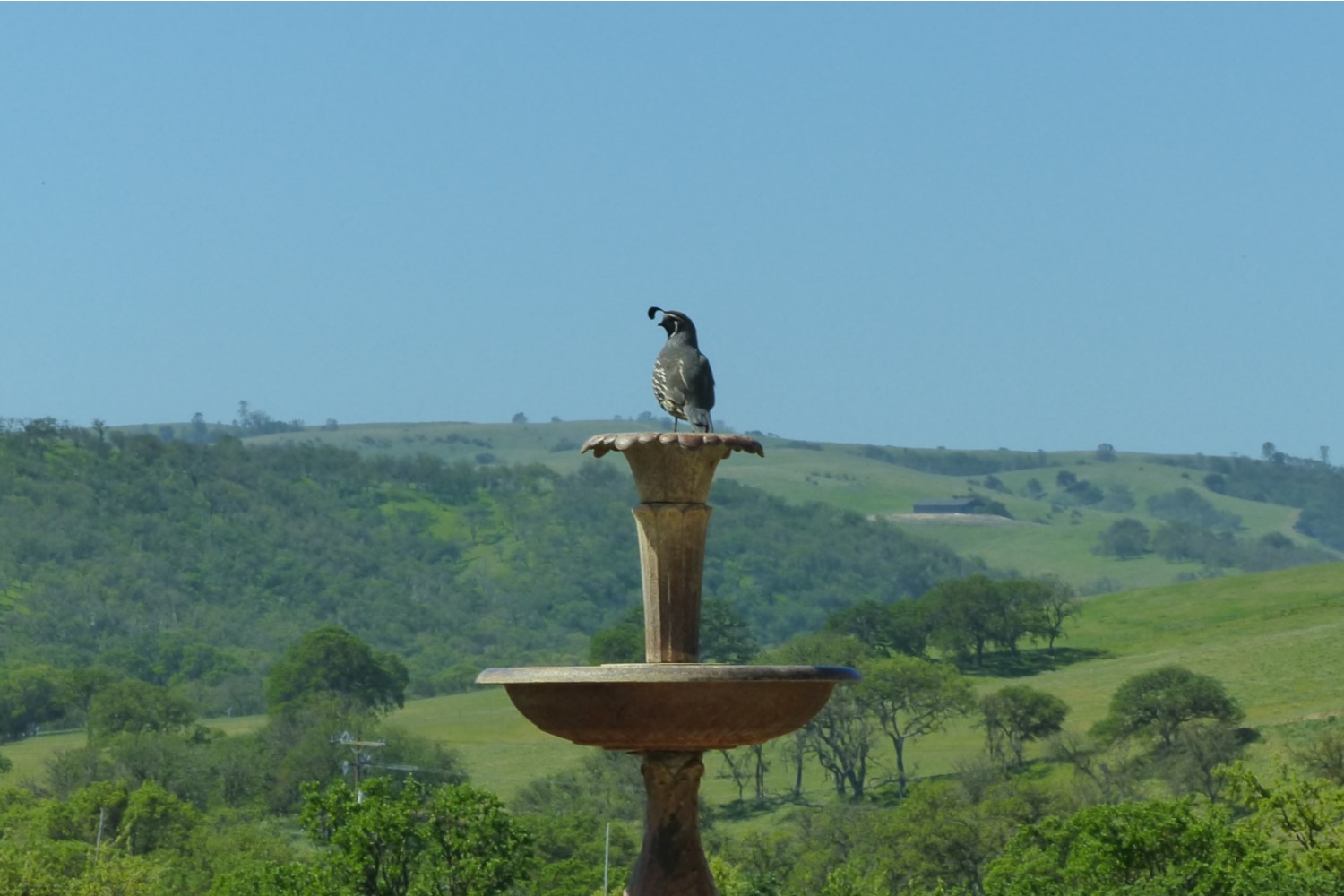Find Us - Quail - 1500x1000