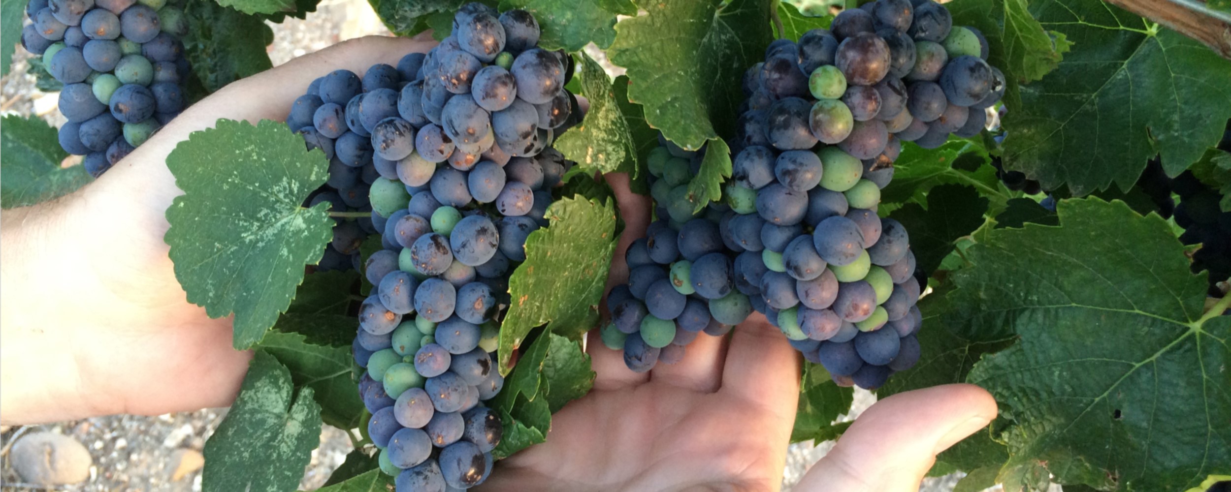 Home - Grapes_Hands - 2500x1000