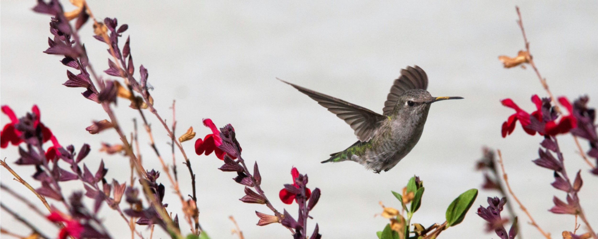 Home - Hummingbird - 2500x1000