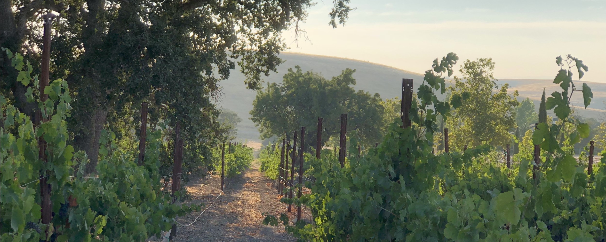 Home - Vineyard_Oak - 2500x1000