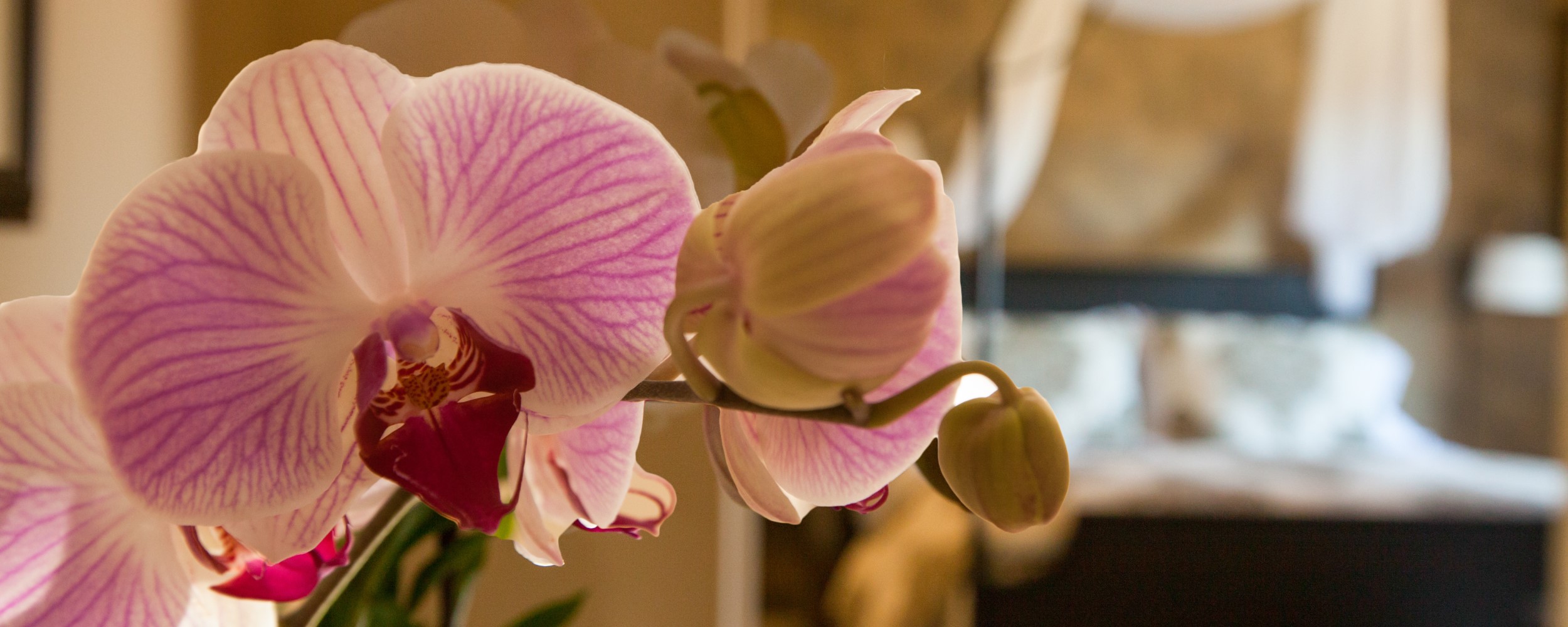 Home - Orchid & The Empire Room 2500x1000