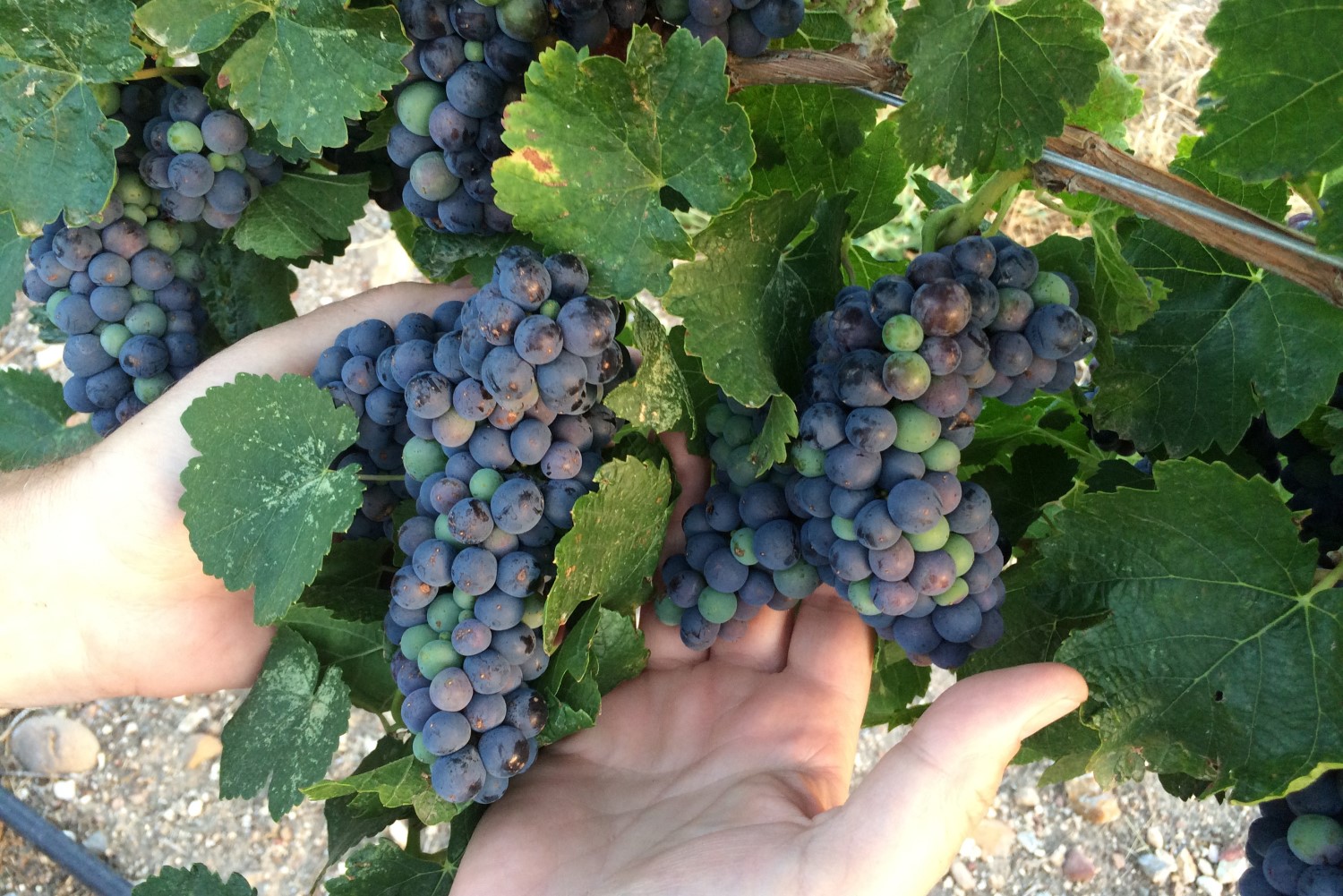 Home (Mobile) - Grapes_Hands - 1500x1000