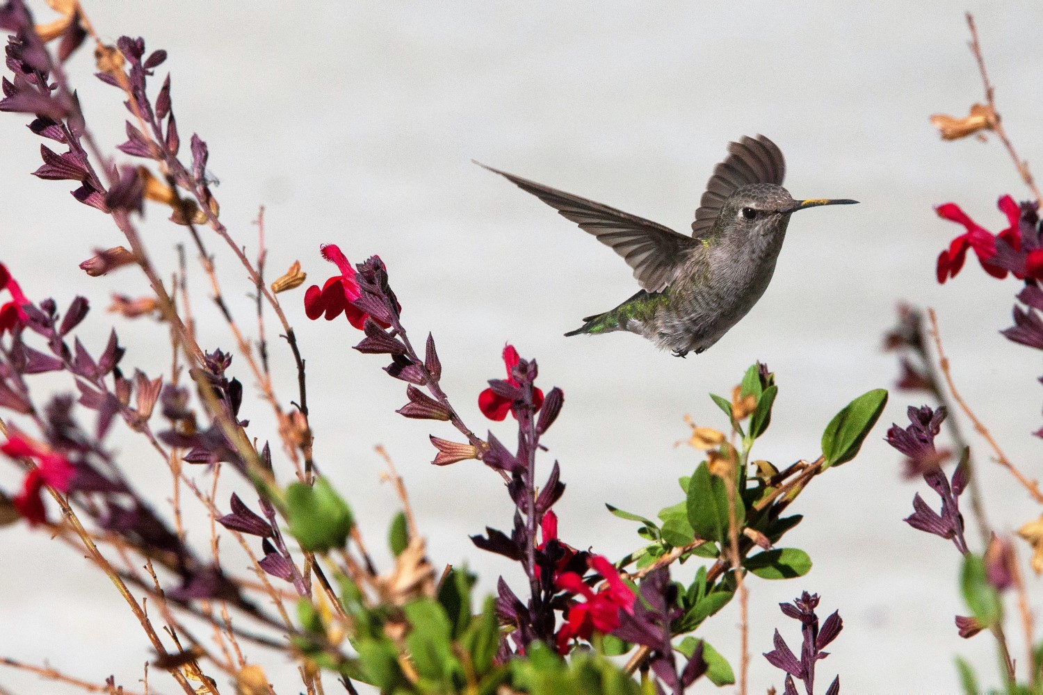 Home (Mobile) - Hummingbird - 1500x1000