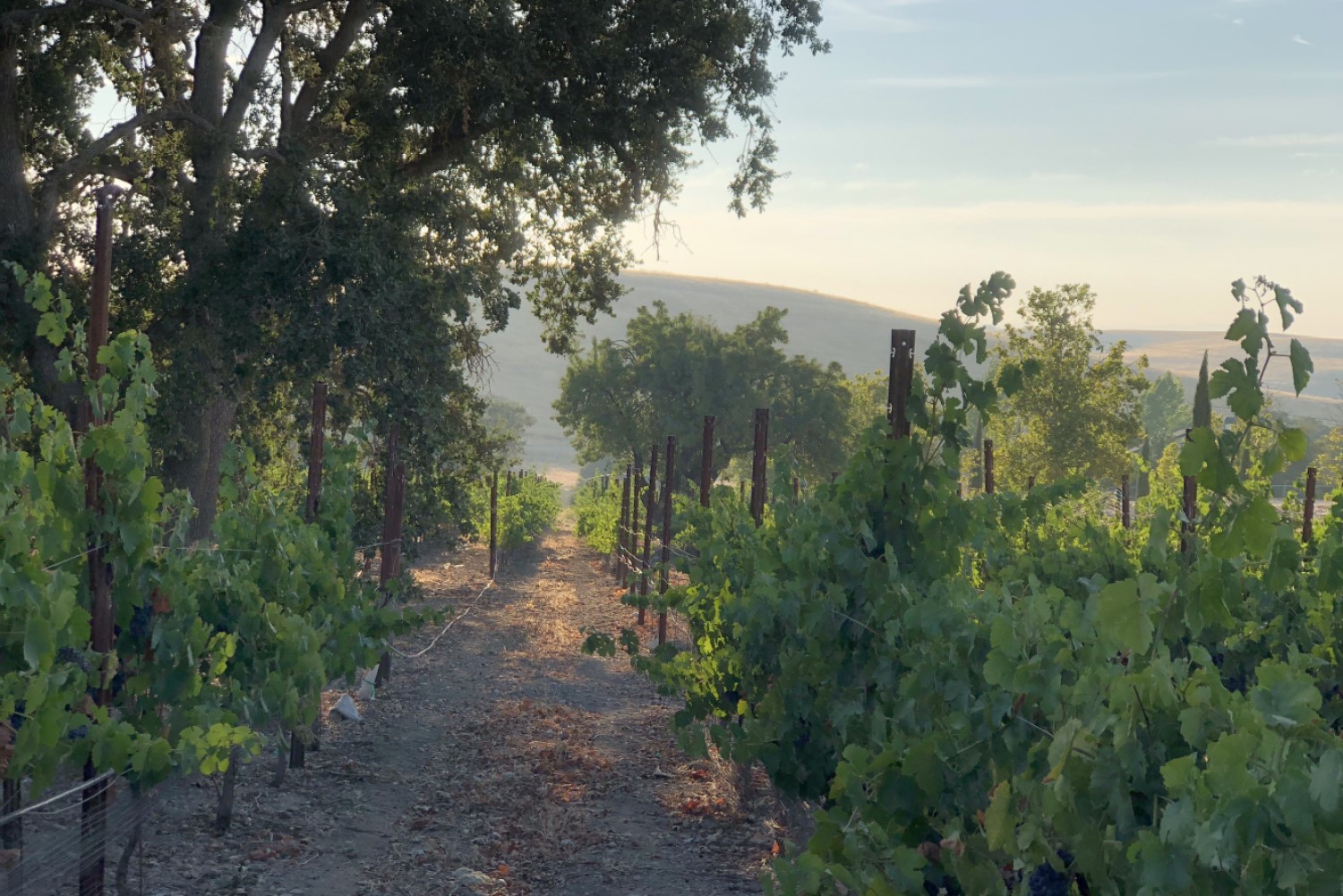 Home (Mobile) - Vineyard_Oak - 1500x1000